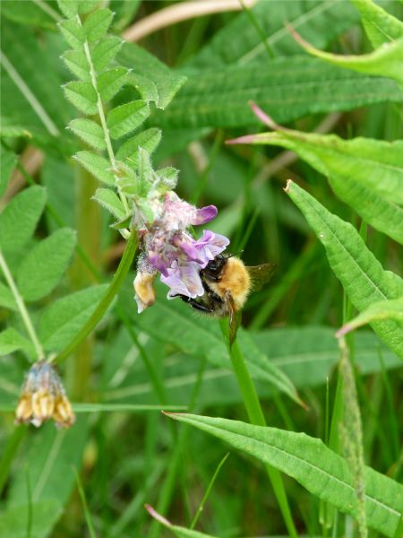 p1030659-.jpg p1030659-.jpg