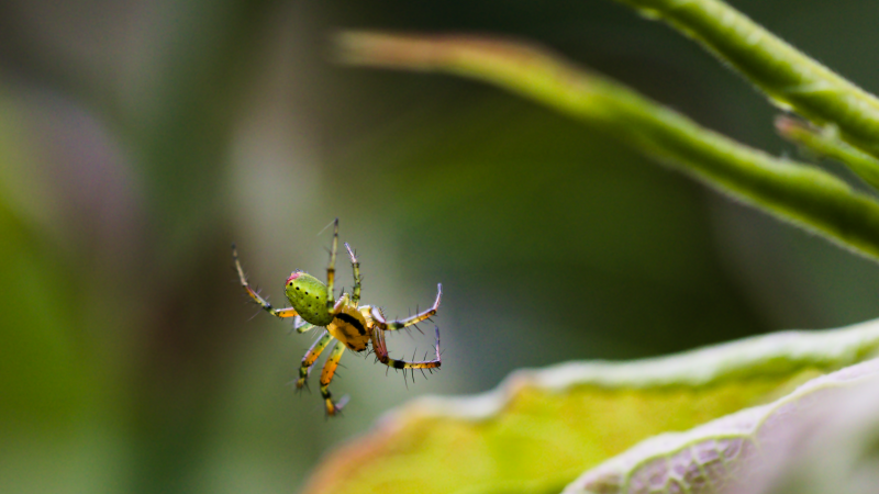 green_spider1.png green_spider1.png