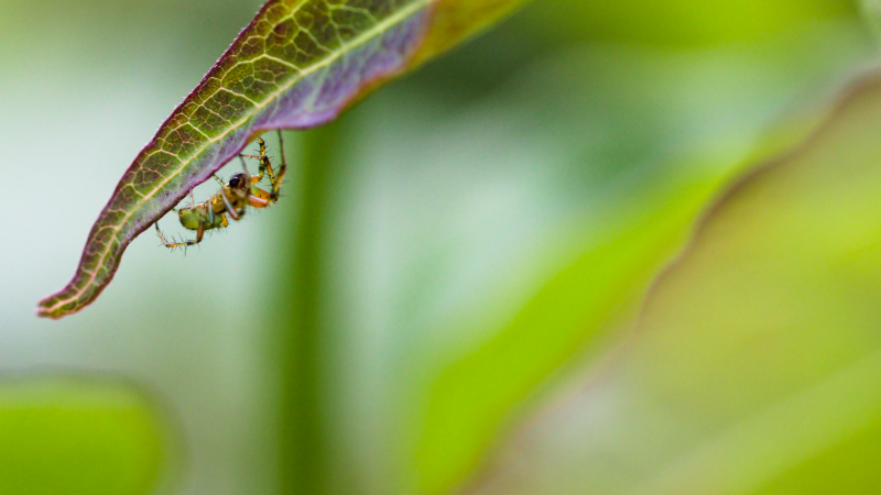 green_spider0.png green_spider0.png