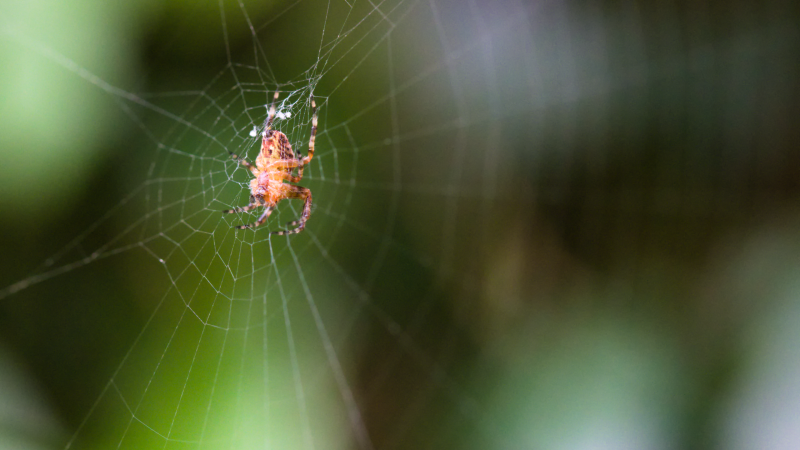 spiderweb.png spiderweb.png