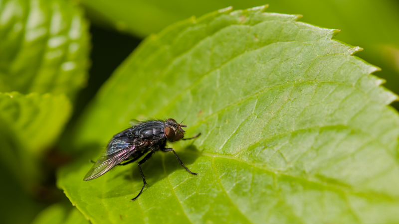 bluebottle.png bluebottle.png