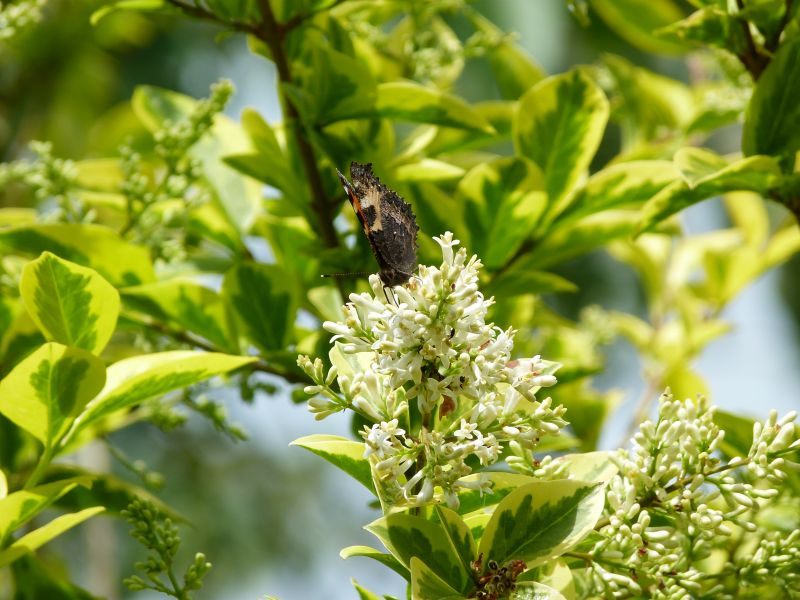 p1040530.jpg p1040530.jpg