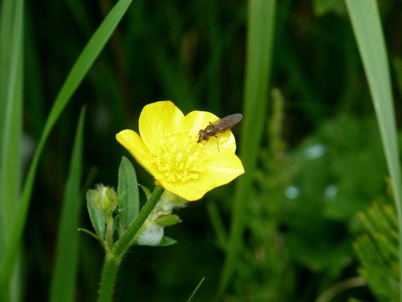 p1030662-.jpg p1030662-.jpg