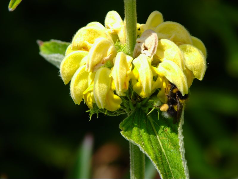 p1020111.jpg p1020111.jpg