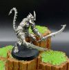 dasyatis_prime_vendor.jpg